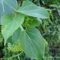 Wattakaka volubilis (L.f.) Stapf